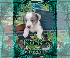Australian Shepherd-Pembroke Welsh Corgi Mix Puppy for sale in GALLEGOS, NM, USA