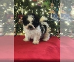 Small Photo #5 Poodle (Miniature)-Zuchon Mix Puppy For Sale in BOWLING GREEN, KY, USA