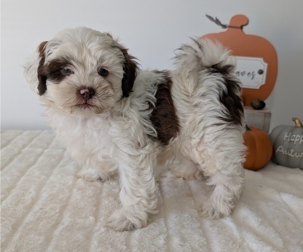 Medium Photo #102 ShihPoo Puppy For Sale in GOSHEN, IN, USA