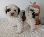 Small Photo #102 ShihPoo Puppy For Sale in GOSHEN, IN, USA