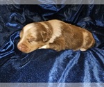 Puppy Rudolph Australian Shepherd
