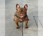 Small Photo #1 French Bulldog Puppy For Sale in SAN FERNANDO, CA, USA