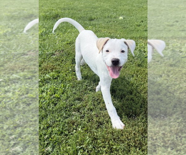 Medium Photo #5 Labbe Puppy For Sale in Aurora, IN, USA