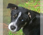 Small Retriever  Mix