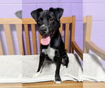 Small #2 Border Collie Mix