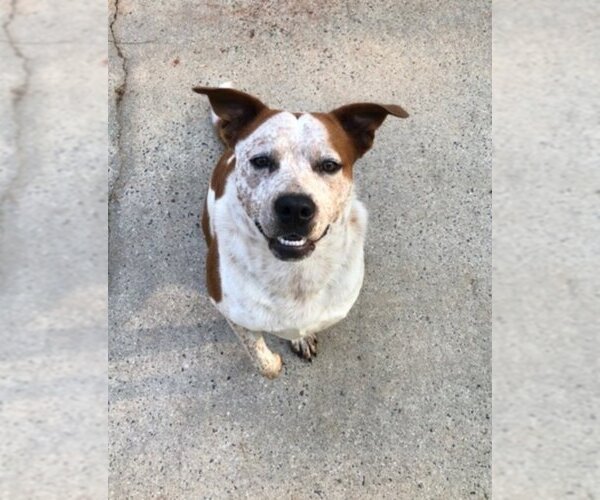 Medium Photo #2 Boxer-Brittany Mix Puppy For Sale in Winston Salem, NC, USA