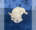 Small Photo #22 French Bulldog Puppy For Sale in EAGLE RIVER, AK, USA