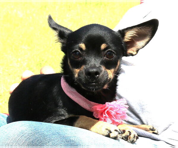 Medium Photo #3 French Bullhuahua Puppy For Sale in Bandera, TX, USA