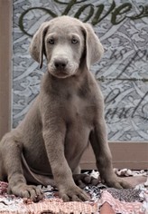 Labrador Retriever Puppy for sale in WEST PLAINS, MO, USA