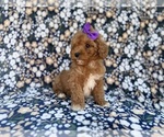 Small #6 Cavapoo (Miniature)