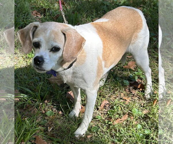 Medium Photo #2 Beagle-Chihuahua Mix Puppy For Sale in Batavia, OH, USA