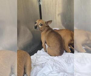 Chihuahua-Unknown Mix Dogs for adoption in San Antonio, TX, USA