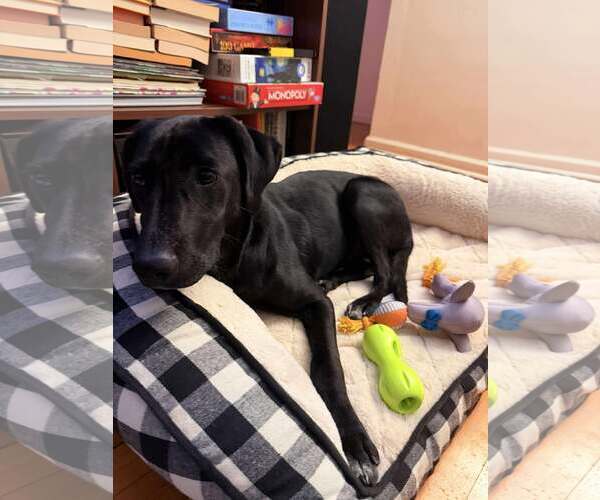 Medium Photo #8 Labrador Retriever-Unknown Mix Puppy For Sale in Westwood, NJ, USA