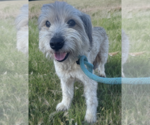 Small Photo #6 Mutt Puppy For Sale in Newport Beach, CA, USA