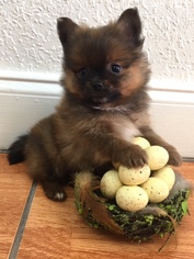 Pomeranian Puppy for sale in PEMBROKE PINES, FL, USA