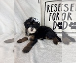 Small #5 Bernedoodle