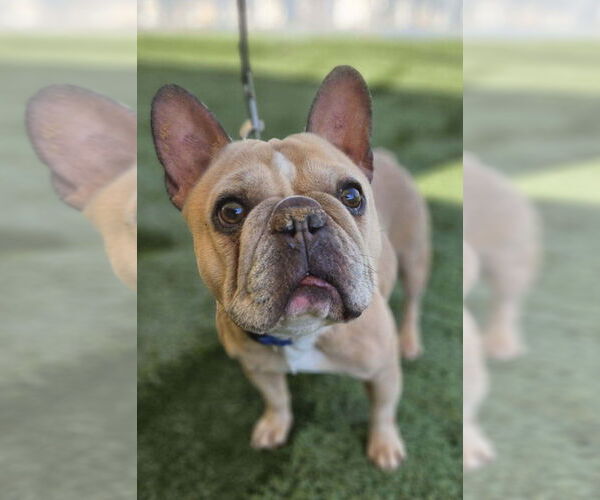 Medium Photo #4 French Bulldog-Unknown Mix Puppy For Sale in Lake Forest, CA, USA