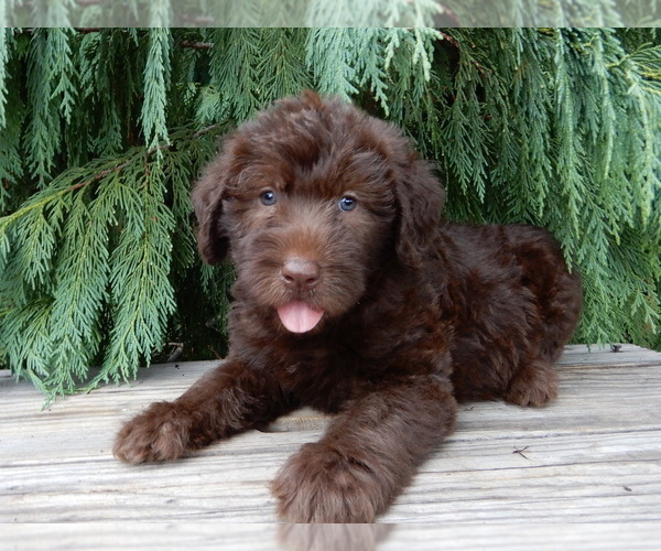 Medium Photo #1 Labradoodle Puppy For Sale in MILLERSBURG, OH, USA