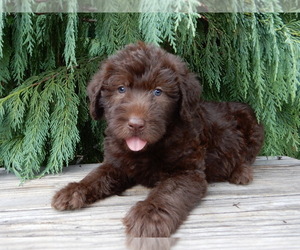 Labradoodle Puppy for sale in MILLERSBURG, OH, USA