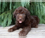 Image preview for Ad Listing. Nickname: Luna