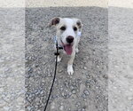 Small #1 Siberian Husky Mix