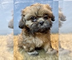 Small Photo #7 Shih Tzu Puppy For Sale in PARSONS, KS, USA