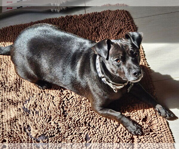 Medium Photo #8 Chihuahua-Unknown Mix Puppy For Sale in Brooklyn Center, MN, USA