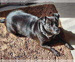 Small #7 Chihuahua Mix
