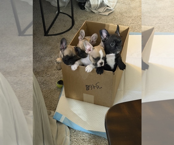 Medium Photo #1 French Bulldog Puppy For Sale in FAYETTEVILLE, GA, USA