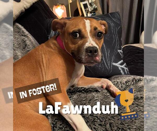 Medium Photo #2 American Pit Bull Terrier-Unknown Mix Puppy For Sale in Louisville, KY, USA