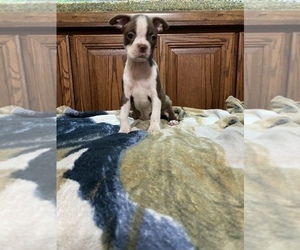 Boston Terrier Puppy for sale in MAGNOLIA, TX, USA