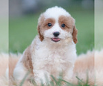 Puppy 2 Cavapoo (Miniature)