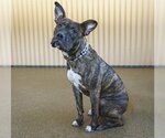 Small Photo #2 Boxer-Unknown Mix Puppy For Sale in Ann Arbor, MI, USA