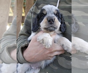 Beagle Puppy for sale in APPOMATTOX, VA, USA