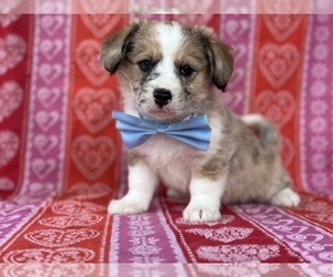 Pembroke Welsh Corgi Puppy for sale in LANCASTER, PA, USA