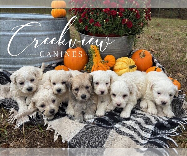 Medium Photo #1 Havachon Puppy For Sale in NIANGUA, MO, USA