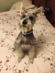 Small Photo #1 Schnauzer (Miniature) Puppy For Sale in ALEXANDER, NC, USA