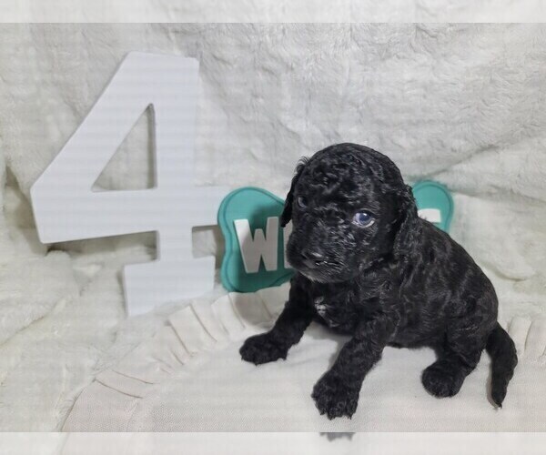 Medium Photo #15 Goldendoodle (Miniature) Puppy For Sale in LANETT, AL, USA