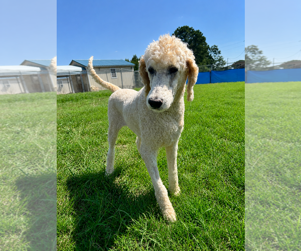 Medium Photo #2 Poodle (Standard) Puppy For Sale in Pacolet, SC, USA