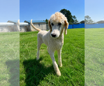Small #1 Poodle (Standard)