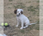 Small #1 Cavalier King Charles Spaniel Mix