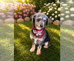 Small #3 Cock-A-Poo-Poodle (Miniature) Mix