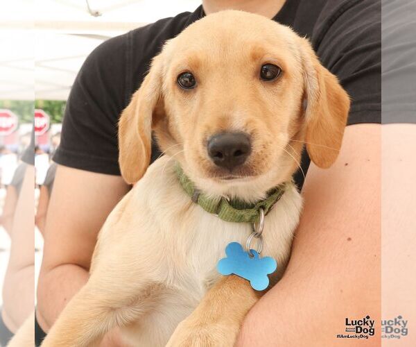 Medium Photo #3 Labrador Retriever-Unknown Mix Puppy For Sale in Washington, DC, USA