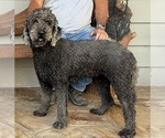 Small Photo #1 Labradoodle mix (+ Poodle Standard) Puppy For Sale in MOKELUMNE HILL, CA, USA