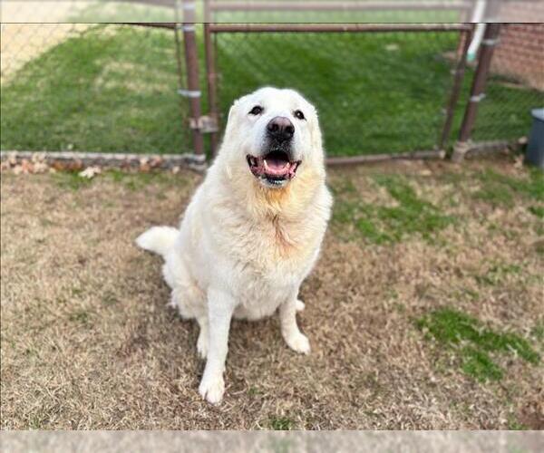 Medium Photo #1 Great Pyrenees Puppy For Sale in Grovetown, GA, USA