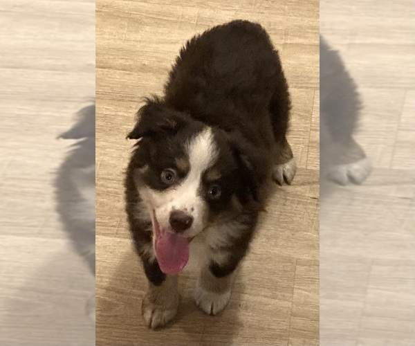 Medium Photo #7 Miniature Australian Shepherd Puppy For Sale in FORT MORGAN, CO, USA