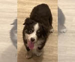 Small #6 Miniature Australian Shepherd