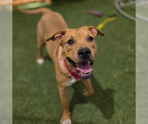 Mutt Dogs for adoption in Las Vegas, NV, USA