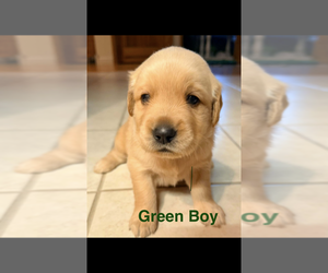 Golden Retriever Puppy for sale in MOREHEAD, KY, USA