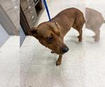 Small Labrador Retriever Mix